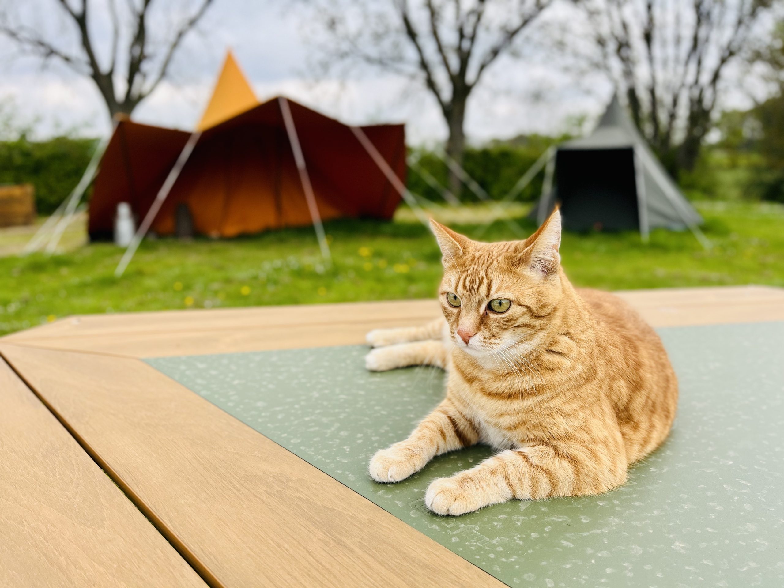 glamping Zuid-Limburg natuurhuisje wandelen fietsen